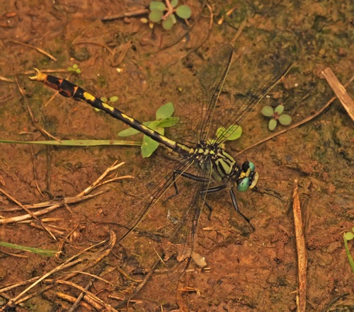 Male
2 June 2015  Rutherford, TN